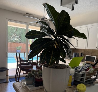 Guest review image 1 of 1, zoom in
