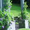 Van Zyverden 4" Wisteria Amethyst Falls Potted Rocketliners - 4 of 4