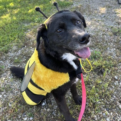 Bumble Bee Halloween Dog Costume M Hyde Eek Boutique Target