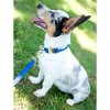 Country Brook Petz Premium Nylon Dog Collar with Metal Buckle for Small Medium Large Breeds - Vibrant 30+ Color Selection - 3 of 4