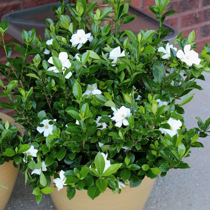 2.25gal Radicans Gardenia Plant White Blooms - National Plant Network, 5 of 7