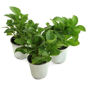 National Plant Network Live Outdoor 4" Cherry Explosion Hydrangea Plants - 3ct - 1 of 4