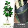 5FT Fiddle Leaf Fig Artificial Tree with White Planter Pot,Faux Floor Plant, Indoor and Outdoor Fake Plants for Home Office Decor - 3 of 4