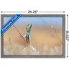 Trends International The Comedy Wildlife Photography Awards: Anup Deodhar - Rockstar Framed Wall Poster Prints - 3 of 4