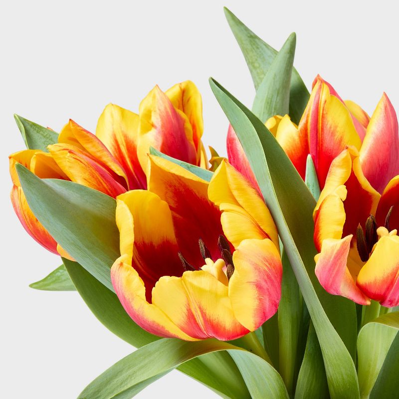 Live 6" Potted Tulip Plant - Spritz™, 3 of 4