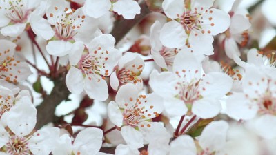 Soothing Lavender & Vanilla Automatic Air Freshener Refill - 12.4oz