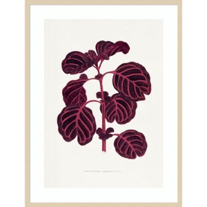 Amanti Art Pink Achyranthes Verschaffeltii Leaf Illustratio by Pictufy Wood Framed Wall Art Print - 1 of 4