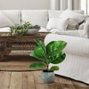 25" Artificial Rubber Plant in Black Planter - LCG Florals - 2 of 3