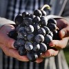 Van Zyverden Premium Grafted Bareroot Zinfandel Grape Vine - 2 of 4