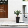 Kazeila 4ft UV Resistant Artificial Cycas Tree with Planter, Big Pre Potted Sago Palm Tree (Indoor/Outdoor) for Office House Decor - 2 of 4