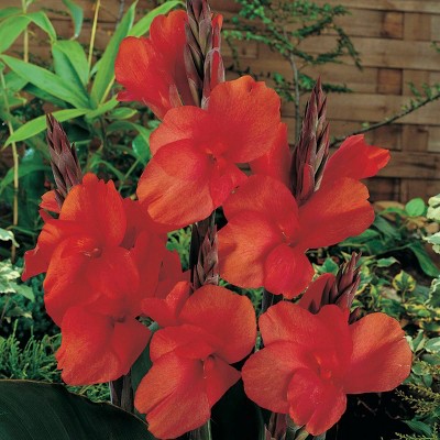 5ct Cannas Red King Humbert Bulbs - Van Zyverden