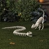 44" Snake Skeleton Halloween Decorative Prop - Hyde and EEK! Boutique™: Indoor/Outdoor Use - 2 of 3