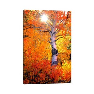 Colorful Aspen Tree in Autumn Sierra Nevada California USA by Christopher Talbot Frank Unframed Wall Canvas - iCanvas - 1 of 4
