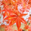 2Pack Autumn Maple Artificial Fall Tree,Faux Red Maple Leaves Silk Maple Tree  with Planter for Thanksgiving Harvest Fall Festival Party Home Decor - 4 of 4