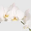 Live 5" White Premium Orchid Houseplant - Good Little Garden™ - 2 of 4