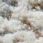 light gray, medium brown, gray, medium gray