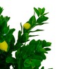 Northlight 4.75' Yellow and Green Artificial Lemon Potted Tree - 3 of 4
