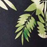 black tropical
