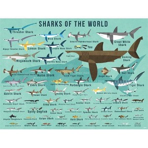 Oopsy Daisy's Sharks of the World Canvas Wall Art - Size 24x18 - 1 of 1