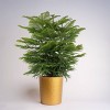 9" Norfolk Island Pine Plant - 2 of 4