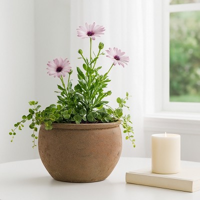 Rustic Wide Round Plant Pot for Indoor Plants or Outdoor - Traditional Clay Design That Adds Timeless Charm to Porch, Patio, or Entryway - 9" Brown