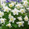 Van Zyverden 8ct Columbine Root Pink/White Barlow - 3 of 4