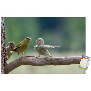 Trends International The Comedy Wildlife Photography Awards: Jacek Stankiewicz - Dispute Unframed Wall Poster Prints - 1 of 4