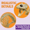 Skeleton Cat Halloween Decoration – 18" x 5.5" x 10.25" - 3 of 3