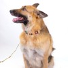 Country Brook Petz Premium Native Arizona Dog Collar - 2 of 4