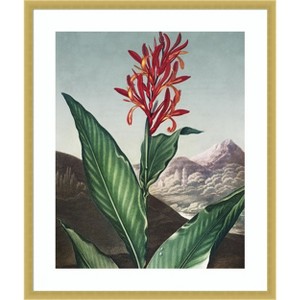 Amanti Art Temple of Flora I by Dr. robert j. Thornton Wood Framed Wall Art Print - 1 of 4