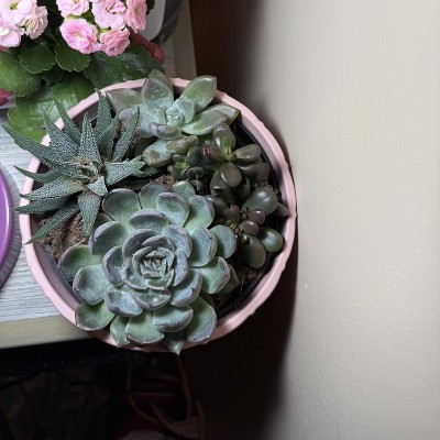 Live 6" Succulent Garden Houseplant (Varieties May Vary) - Good Little  Garden : Target