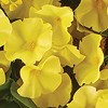 Collections Etc Petunia Hanging Bushes Set 3 - 3 of 3