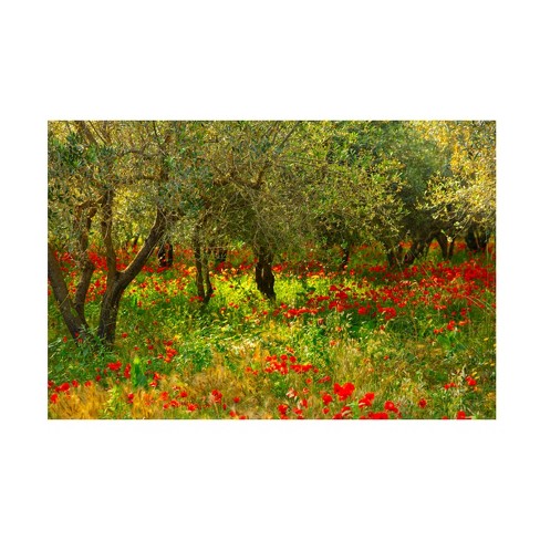 Trademark Fine Art - Caroyl La Barge Poppies in Olive Orchard, Sicily Canvas Art - image 1 of 4