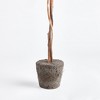 Plum & Post Boxwood Single Sphere Topiary Drop-In 24" - 3 of 4