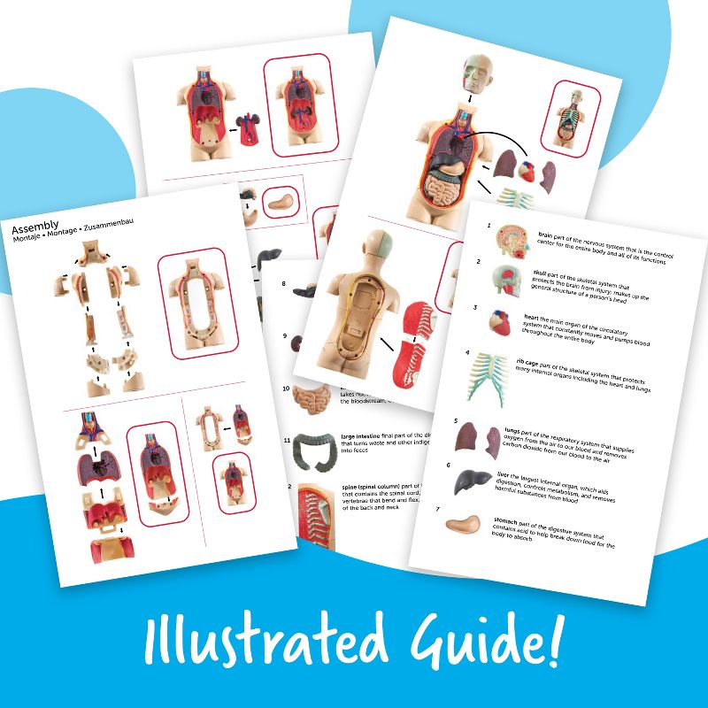 Learning Resources Human Body Anatomy Model, Ages 8+, 3 of 7