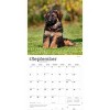 BrownTrout German Shepherd Puppies 2026 12"x24" Hanging Square Wall Calendar Plastic-Free - 4 of 4