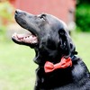 Pavilion Gift Company - Red Striped - 6" x 3" Canvas Pet Bow Tie - Pet Toy - 2 of 3