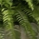beige/teak
