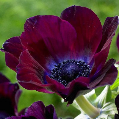 25ct Wind Flowers Anemones Meron Bordeaux Bulbs - Van Zyverden