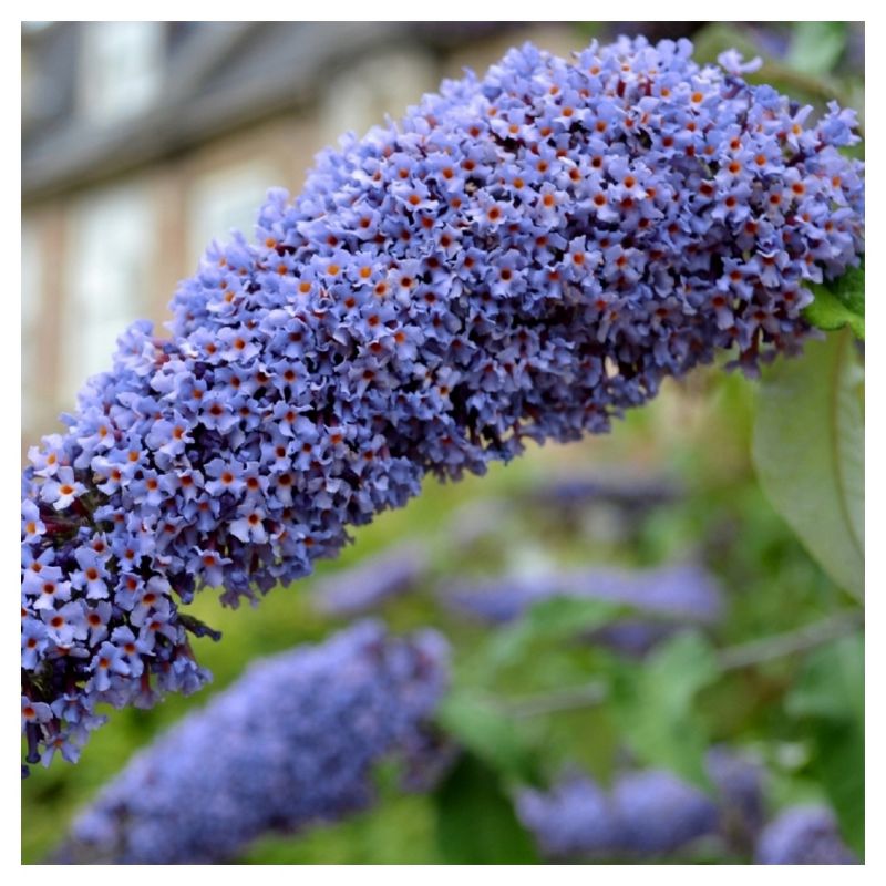Buddleia &#39;Triple Treat&#39; Butterfly Bush Collection 3pc - National Plant Network - U.S.D.A. Hardiness Zones 5 - 9, 5 of 8