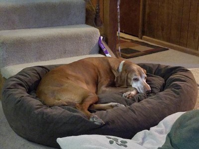 Why We Love the Suede Bagel Dog Bed for 2024