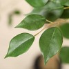 DR.Planzen 8ft UV Resistant Artificial Ficus Tree with Grey Tall Planter, Big Fake Ficus Tree for Indoor Outdoor Home Decor - 3 of 4