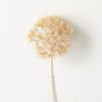 29"H Sullivans Dried Natural Cream Allium, Cream