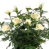 4" Mini Roses White - Good Little Garden™ - 2 of 3