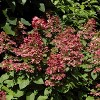 Hydrangea Fire and Ice 4" Potted Rocketliners - Van Zyverden - 3 of 4