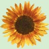Girl's Design By Humans Sunflower By Maryedenoa T-Shirt - 2 of 3