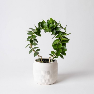 4" Live Hoya Trellis Plant - Good Little Garden™