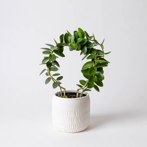 4" Live Hoya Trellis Plant - Good Little Garden™ - 1 of 4