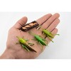 Collectible Wildlife Gifts | Grasshopper, Life Cycle of a  Locust, 3 Stages, Museum Quality, Hand Painted, Rubber Insect, Gift,   3"  CH483 BB150 - 3 of 4