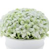 Unique Bargains Artificial Plants Gypsophila Bonsai Plastic 3.74"x3.74"x5.51" 1 Pcs - 4 of 4